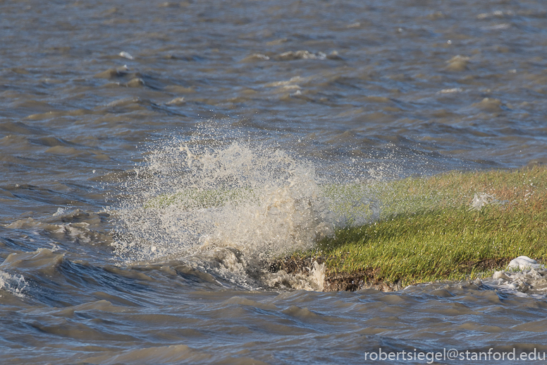 palo alto baylands